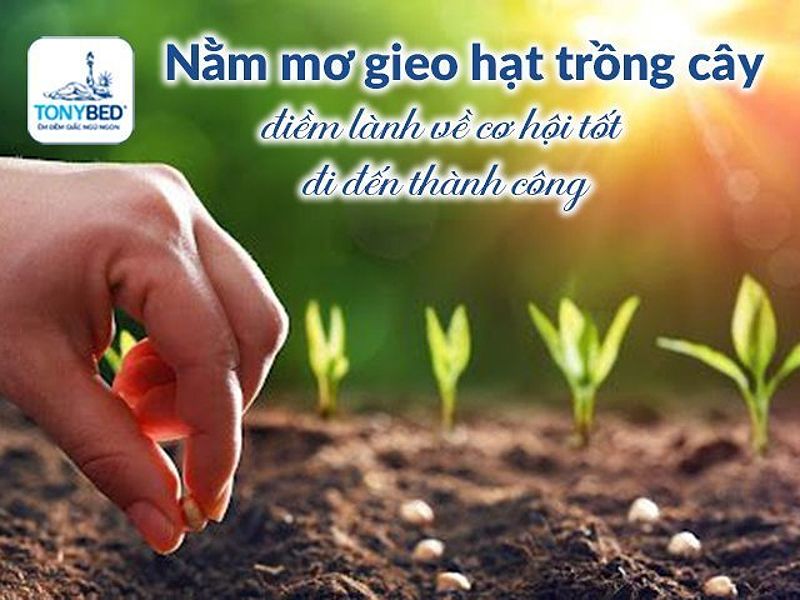 Chăm sóc cây đang đâm chồi