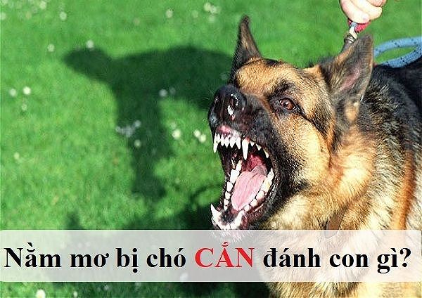 Chó cắn gà khiến nó bị thương