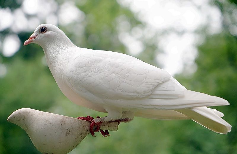 Đàn chim bồ câu đang ăn