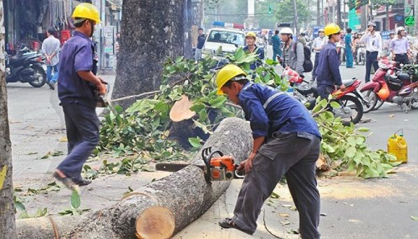 Mơ thấy chặt cây tre