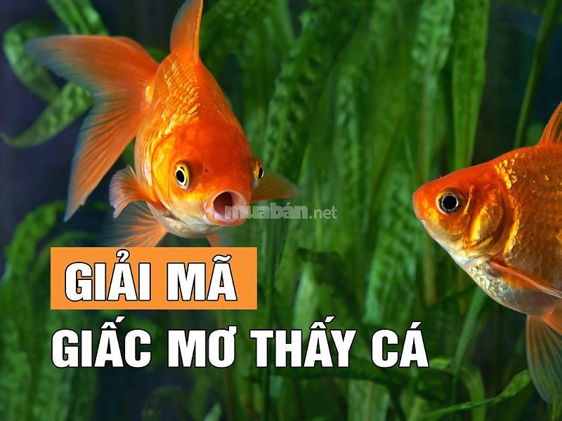 Nằm mơ thấy cá