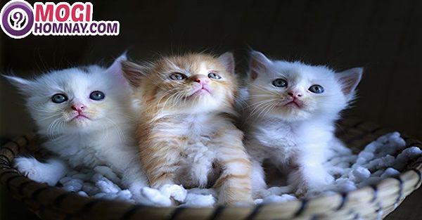 Ngủ mơ thấy 3 con mèo đánh số mấy