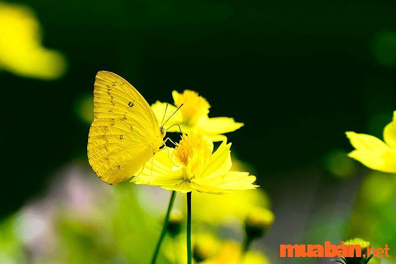 Bướm vàng bay vào nhà là điềm gì ban ngày?