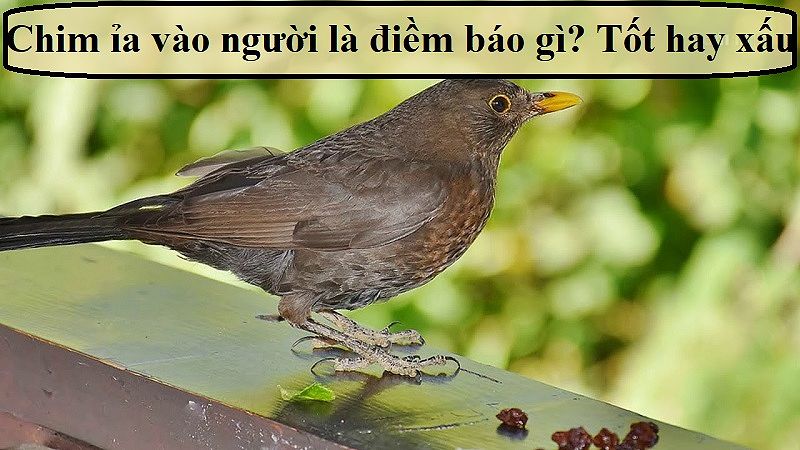 Chim ỉa vào người là điềm báo gì?