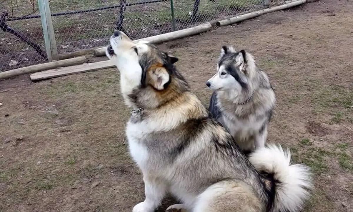 Hình ảnh chó Husky - giống chó có xu hướng tru hú nhiều hơn các giống chó khác