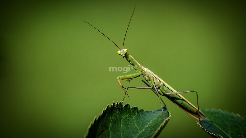 Bọ ngựa dễ dàng thích ứng với môi trường sống, có khả năng ngụy trang.