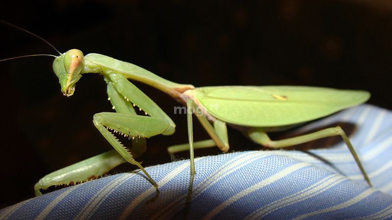 Bọ ngựa vào nhà và sinh sản được xem là điềm báo tốt, tượng trưng cho sự đủ đầy và sung túc.