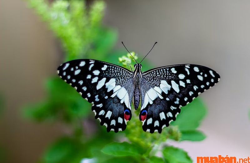 Bướm đen bay vào nhà mang lại may mắn cho gia chủ.