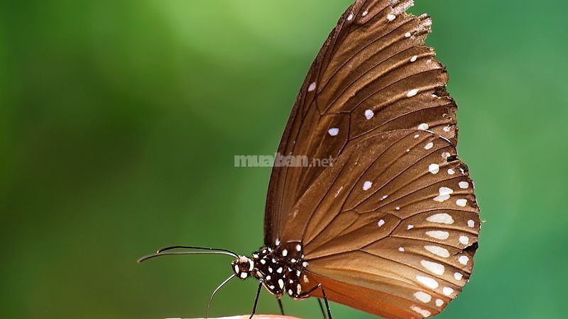 Bướm màu nâu mang điềm báo gì?