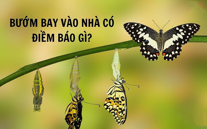 Bướm nâu bay vào nhà là dấu hiệu cho thấy bạn sắp nhận được sự giúp đỡ từ một người bạn.