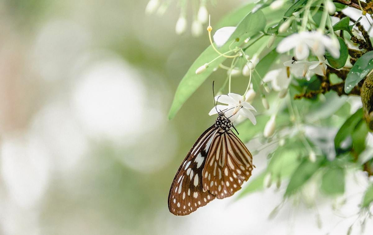 Bướm nâu bay vào nhà, mang ý nghĩa may mắn trong công việc.