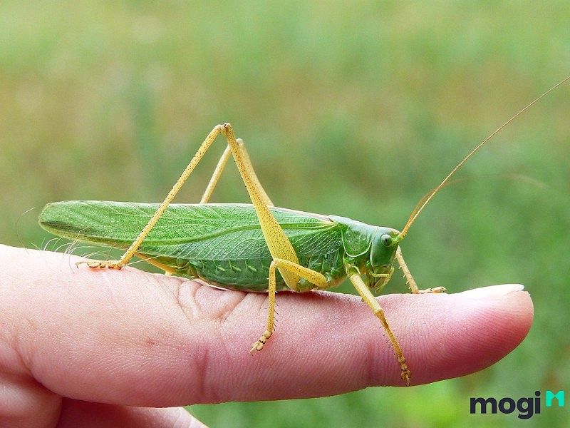 Cào cào đậu vào người, biểu thị dấu hiệu bất ngờ về tài chính trong tương lai.