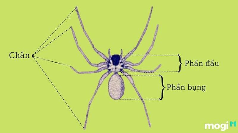 Cấu tạo cơ thể nhện, minh họa cho đặc điểm sinh học của loài động vật này.