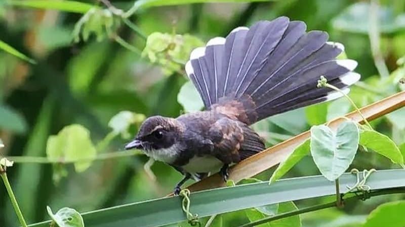 Chim đen bay vào nhà báo hiệu điềm gì? Mang đến tài lộc hay nhận lấy xui xẻo ? 1