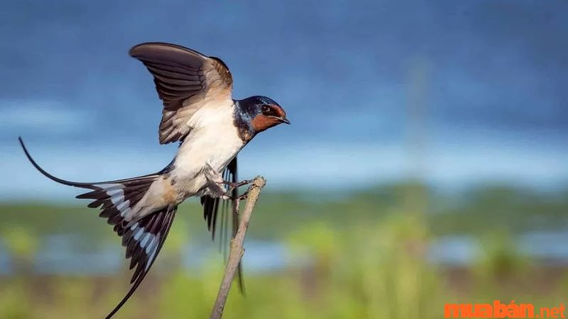 Chim én bay vào nhà, điềm báo tốt lành cho gia chủ.