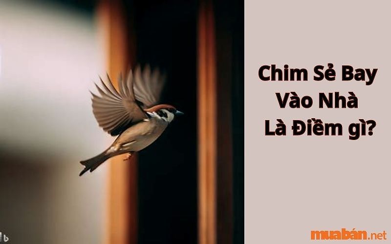 Chim sẻ bay vào nhà, biểu tượng của điềm lành hay xui xẻo?