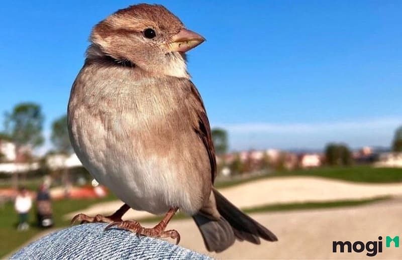 Chim sẻ bay vào nhà là điềm gì? Giải mã điềm báo ý nghĩa phong thủy 4