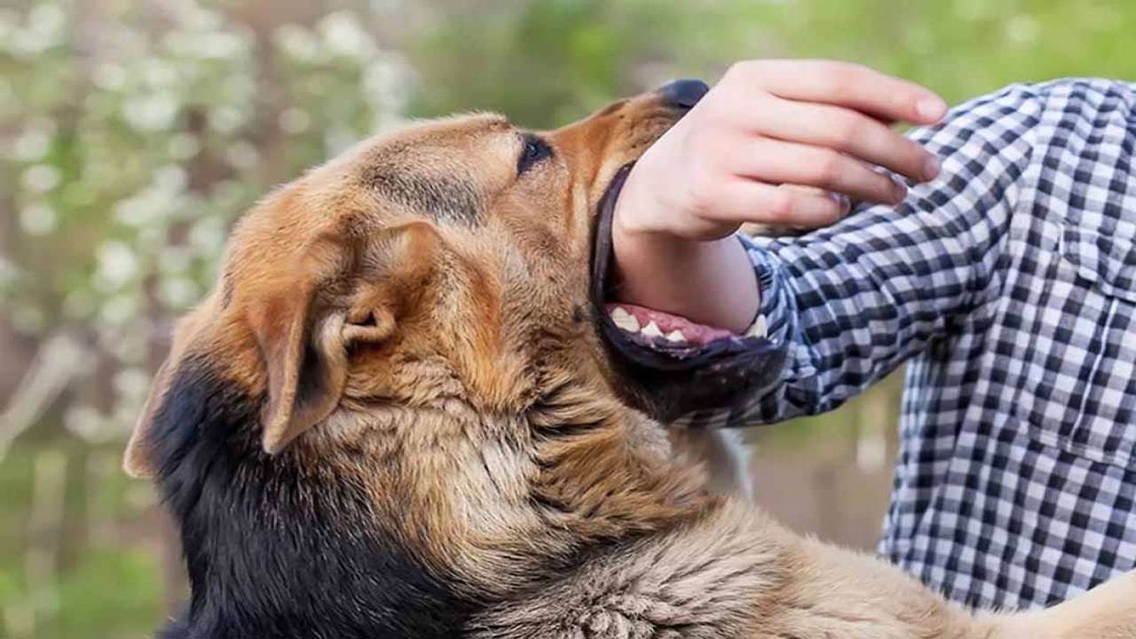 Chó và tâm lý của chúng