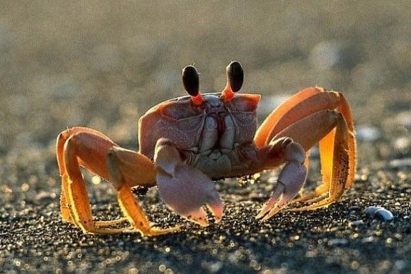 Cua bò vào nhà, biểu tượng cho điềm báo tốt lành và sự thịnh vượng trong cuộc sống.