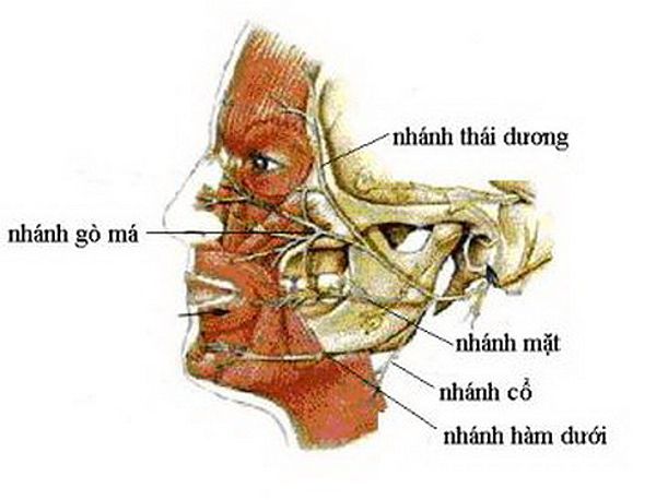 Đường đi phân nhánh của dây thần kinh số VII.