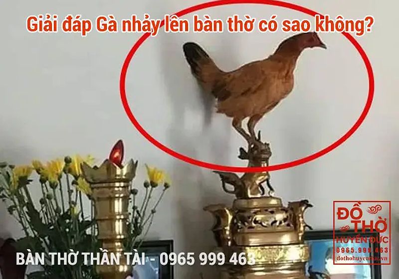 Giải đáp Gà nhảy lên bàn thờ có sao không?