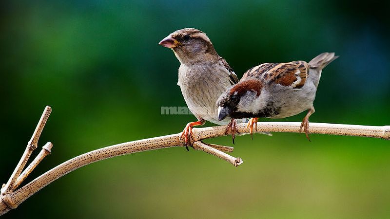 Hai con chim sẻ bay vào nhà, biểu tượng của tình yêu và sự đoàn tụ.