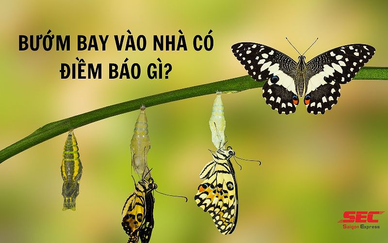 Hình ảnh bướm bay vào nhà, đại diện cho sự may mắn và tài lộc.