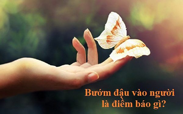 Hình ảnh bướm đậu vào người, biểu tượng của điềm báo hên hay xui.