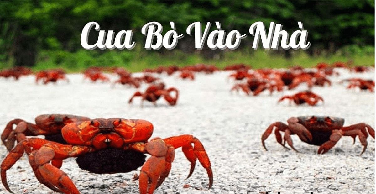 Hình ảnh cua bò vào nhà vào ban đêm, không mang lại điềm xấu mà chỉ là sự tìm kiếm nơi trú ngụ.