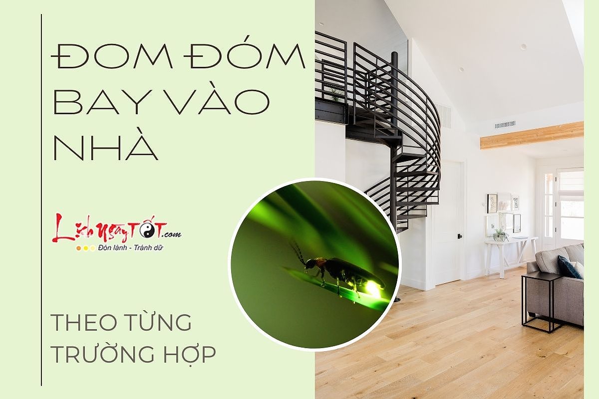 Hình ảnh đom đóm bay vào nhà theo từng trường hợp, thể hiện ý nghĩa phong thủy.