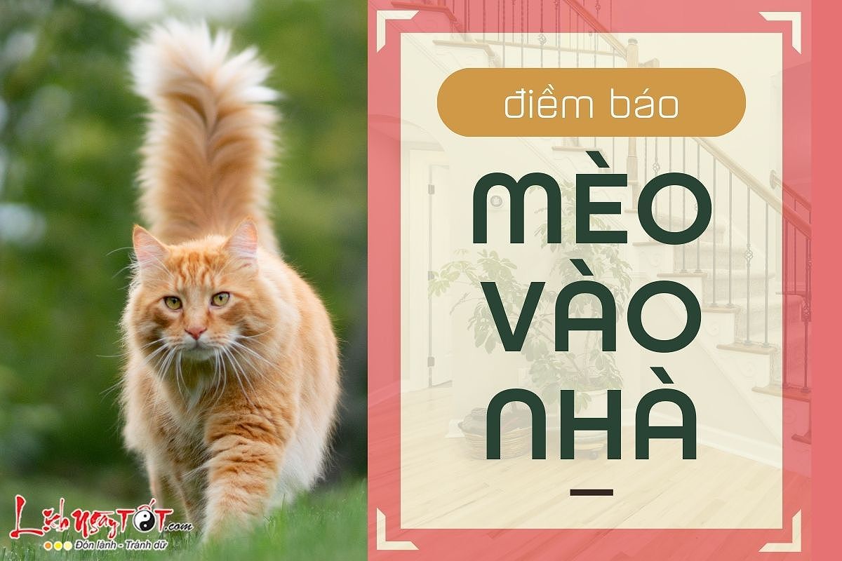 Hình ảnh mèo vào nhà, biểu tượng cho điềm báo trong văn hóa dân gian.