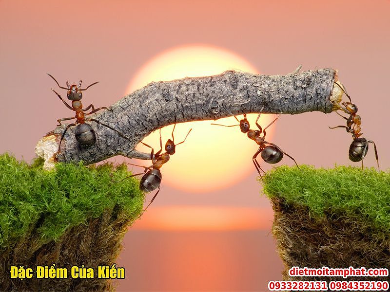 Kiến bò lên người khi ngủ