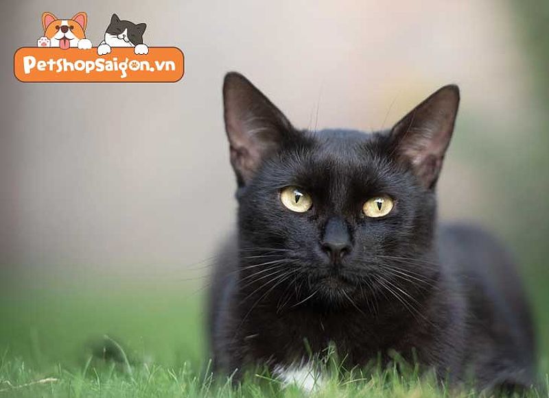 Mèo đen vào nhà vào ban đêm, thường tìm kiếm sự ấm áp và an toàn.