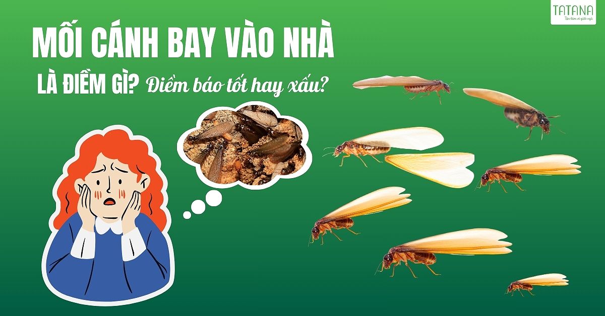 Mối cánh bay vào nhà là điềm gì? Điềm báo tốt hay xấu?