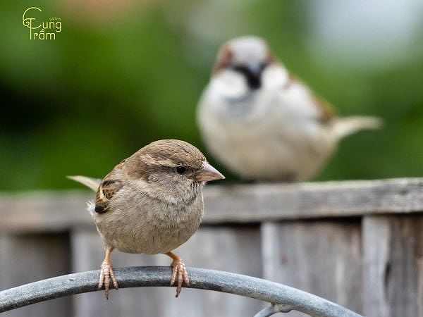 Ý nghĩa loài chim sẻ trong văn hóa, đời sống của người Việt